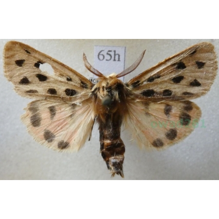 Chelis maculosa (Gerning, 1780) male Niedźwiedziówka plamica Montenegro65h